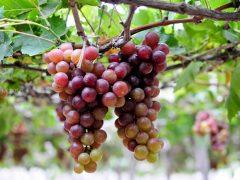 Mơ thấy nho có điềm báo gì